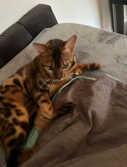 Bengal Kater - Ratingen