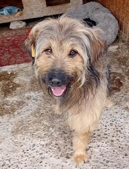 Boomer - wuscheliges 3-Bein - Weilheim (Oberbayern)