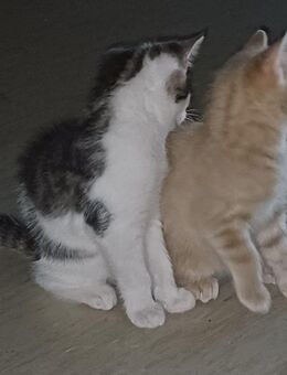 ✨ Zwei süße Babykater "Heilige 3 Könige" – geboren am 15.09.2025 – ab 08.12.2025 abzugeben ✨ - Hanau (Brüder-Grimm-Stadt) Großauheim