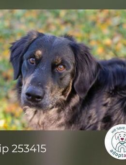 Chip 253415: Junghund sucht ein Zuhause - Kirchzell