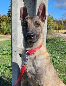 Almond verdient ein ganz liebes Zuhause - Laatzen