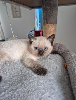 Bkh kitten - Rhede