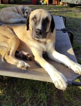 Gretchen sucht Frauchen zum vergöttern - Beckingen