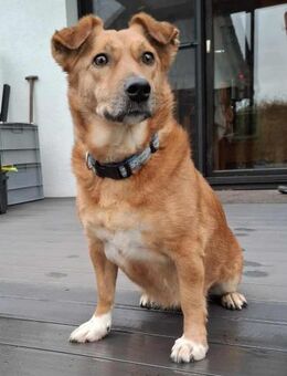 Süße und liebe Sara sucht gutes Zuhause - Köln