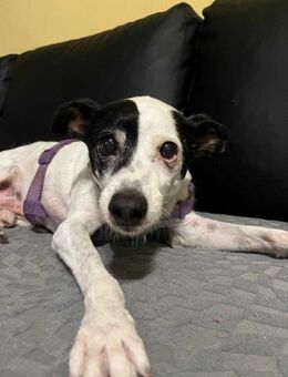 Winston sucht ein gemütliches zu Hause - Berlin