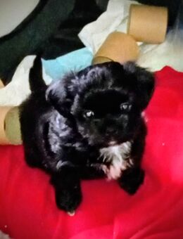 Shih Tzu / Chiwawa Welpen ab 10.12. abzugeben - Hassendorf