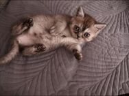 BKH Kitten - Griesheim