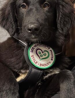 Lassie sucht ihre Menschen? - Hagen (Stadt der FernUniversität)