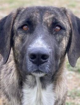 Tenera, geb. ca. 10/2024, GRIECHENLAND - Euskirchen