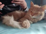 LEO = sehr kinderlieb ruhig sucht Nähe♥️ - München