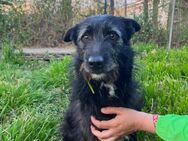 Stella 💚💚💚 liebevoll und vorsichtig - Herxheim (Landau)