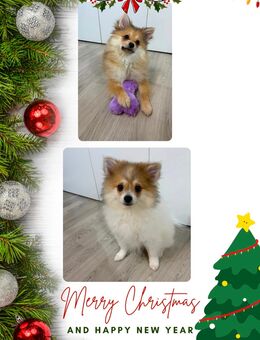 Zwergspitz Welpen suchen ein tolles Zuhause - Pforzheim