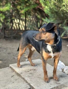 Little Bruno, charmanter Rüde, 5J - Vaterstetten