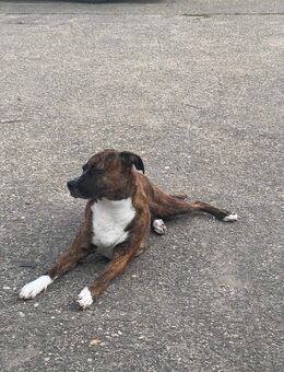 Not Vermittlung -KEIN ANFÄNGERHUND - Krefeld