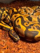 Königspythons in 66793