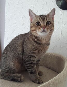 BKH Kätzchen, zwei kleine Kater, abholbereit - Hamburg