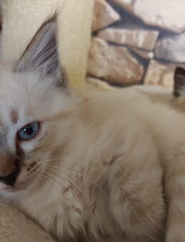 Süßes Birma-Mix-Katerchen - Nürnberg