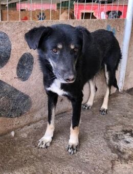 Chicco, muss Vertrauen aufbauen - Bonndorf (Schwarzwald)