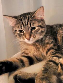 Liebevolle BKH-Katze (Mix) sucht neues Zuhause - Berlin Marzahn-Hellersdorf