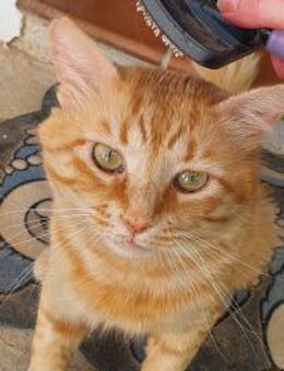 LEONCITO, m., kastr., EHK (FIV+) - Sipplingen