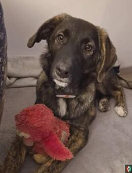 Smarty, kleiner Wirbelwind mit großem Herz - Coppenbrügge