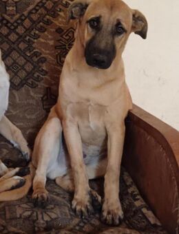 Enno herzlicher Junghund sucht Familie - Großefehn