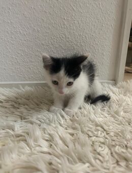 5 süße kitten - Berlin