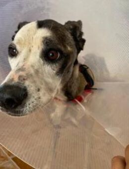 Bandita sucht ihr Zuhause - Vechelde