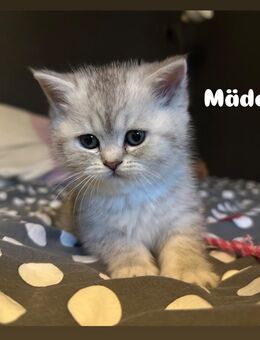 Süßes BKH Mädchen (BKH Kitten) - Köln