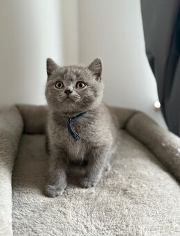 BKH kitten britische Kurzhaar Katzen - Blomberg (Nordrhein-Westfalen)