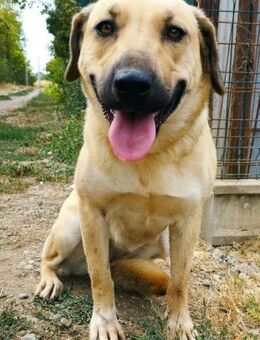 Margo ist ein ruhige Hundin - Olsberg