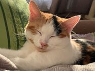 Weibliche Europäisch Kurzhaar Katze sucht ein neues Zuhause - Ingolstadt