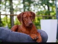 Rhodesian Ridgeback Welpen - Hannoversch Münden Zentrum