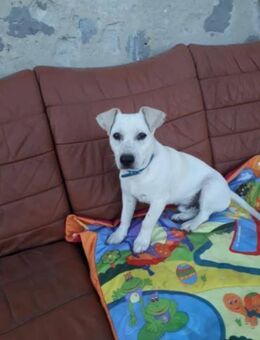 🐶 Boby kleiner Mischlingsrüde (8 Mona - Kassel
