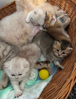 BKH Kitten/Kätzchen - Ellhofen