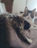 Maine Coon Mix sucht ein Zuhause in 79692