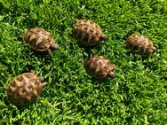 Griechische Landschildkröten THB - Georgsmarienhütte