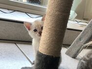 Bengal Kitten Reinrassig Snow Lynx, Silver und Silver Charcoal mit toller Zeichnung Abgabe ab Juni - Werther (Westfalen)