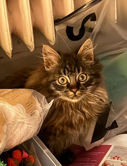 2 Katzen abzugeben einzeln oder zusammen - Hamburg Hamburg-Nord