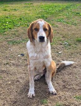 Benny-Boy, Junghund sucht seine Familie - Oberhausen