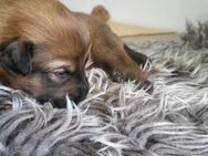 Harzer Fuchs Welpen -Altdeutscher Hütehund - Gschwend