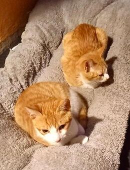 Triton & Tripani - 2 Herzen & eine Seele - Walluf