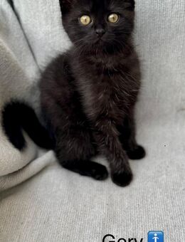 Britisch Kurzhaar Kitten (BKH) Smocked Tabby suchen liebevolles Zuhause ab 29.11.2025 - Esslingen (Neckar)