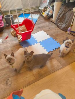 Süße BKH Katzen Babys - Jerxheim