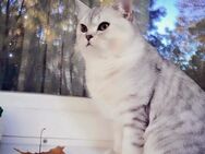 Erfahrener Bkh Deckkater Silver tabby (Bg. B) - Köln