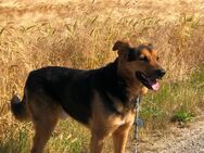 Traumhund - Wassenberg