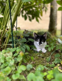 Verschmuste Katzen abzugeben - Gerabronn