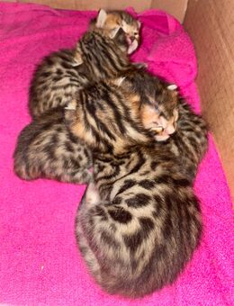 Süße und verspielte reinrassige Kätzchen suchen in diesem Winter ein neues behagliches Zuhause. - Ludwigshafen (Rhein)