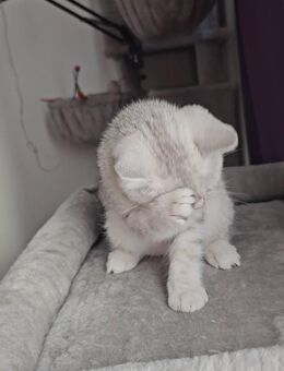 Britisch Kurzhaar Kitten– Black Silver Shaded - Oedheim