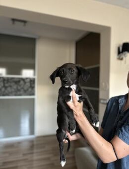 Bubi - Toller Junghund sucht Familie - Berlin